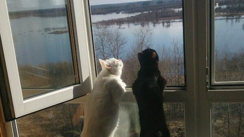 Забавные котейки 