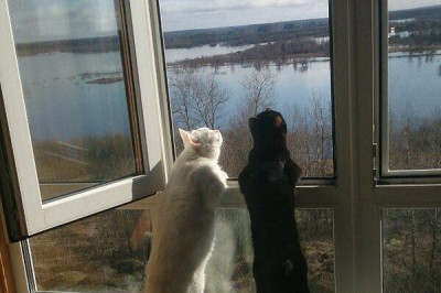 Забавные котейки 