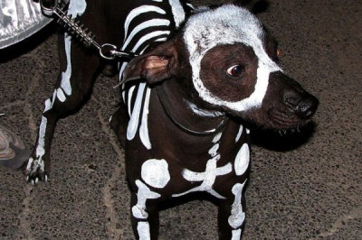 Когда оставил собаку с детьми