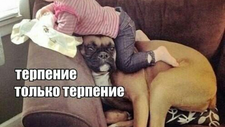 Собакам посвящется