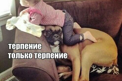 Собакам посвящется