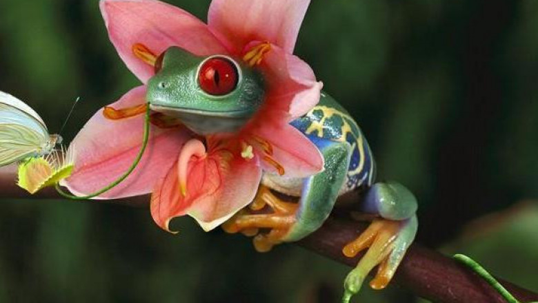 Чудеса фотошопа 