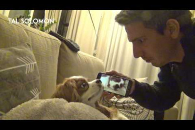 Хозяин записал храп собаки 