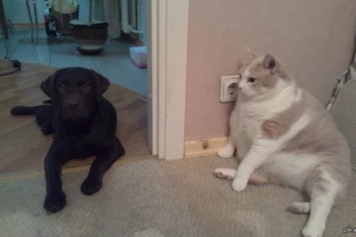 Упитанные коты