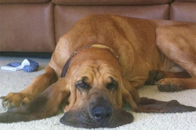 Свойственно 