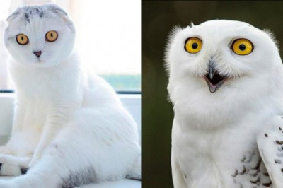 Забавные сходства животных