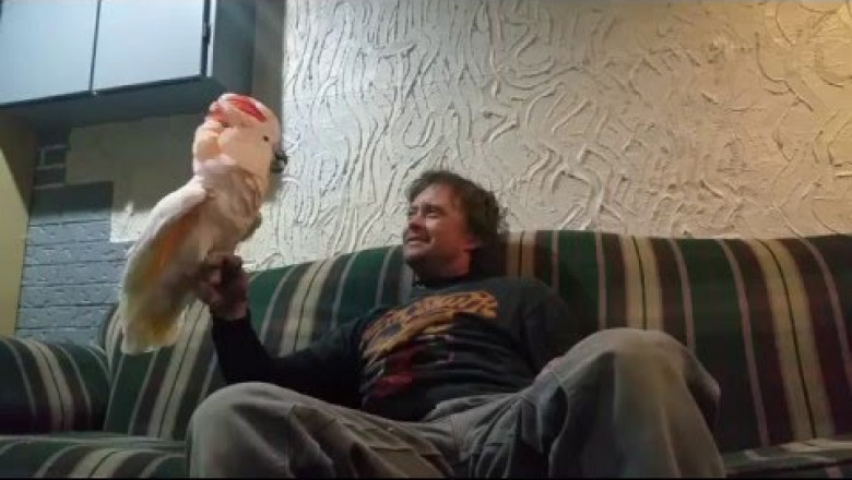 Заразительный смех какаду 