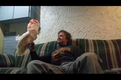 Заразительный смех какаду 