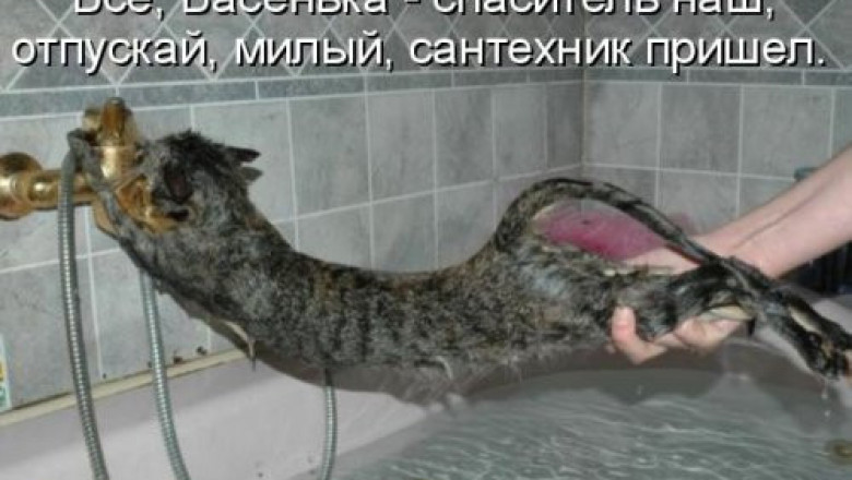 Для любителей котоматриц 