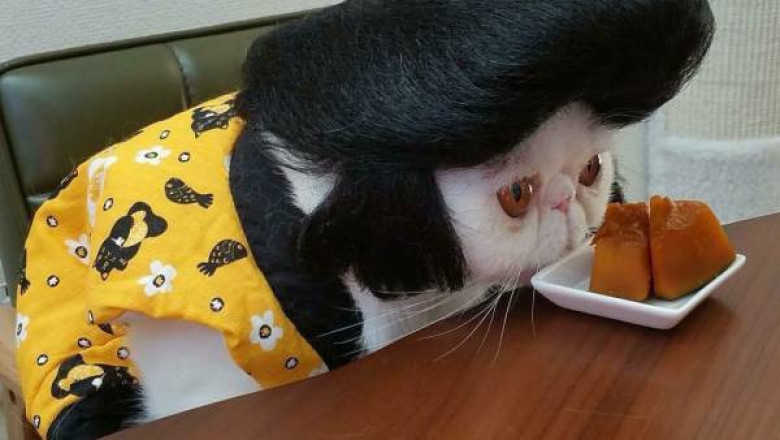 Эксперименты с образами для домашних питомцев