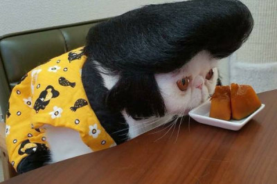 Эксперименты с образами для домашних питомцев