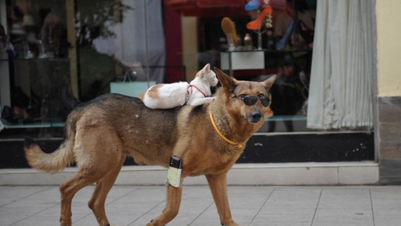 Коты неплохо устроились