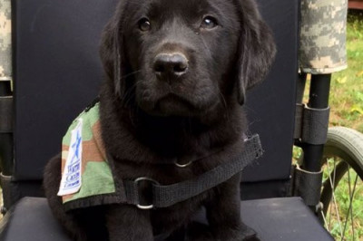 Милые щенки готовятся к службе 