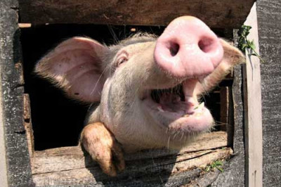 Поросята среди нас