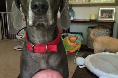 Теперь он будет жить с нами