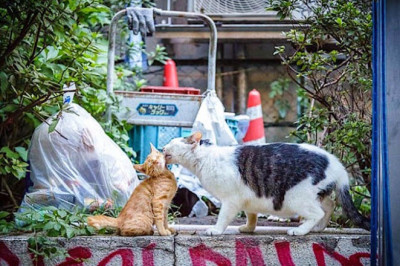 Бесприютные котэ 