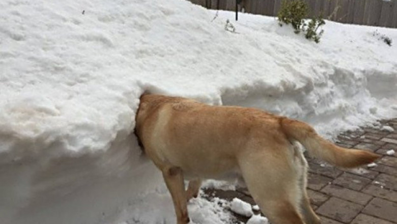 Домашние питомцы охлаждаются
