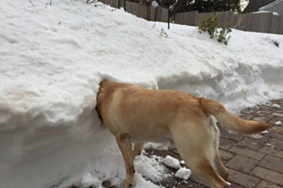 Домашние питомцы охлаждаются