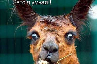 Мылые мордочки зверушек