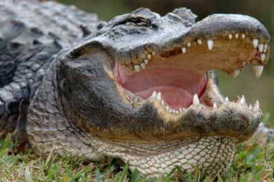 Улыбка зубастика