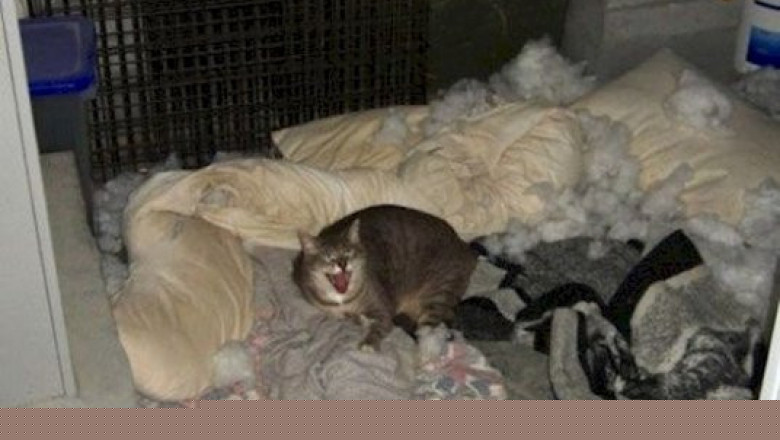 Шкодливые питомцы 