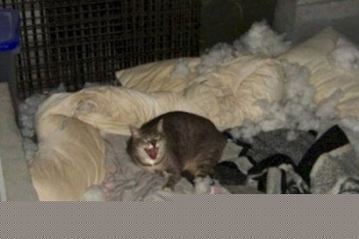 Шкодливые питомцы 