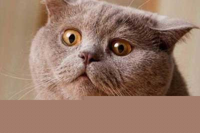 Тайные мысли домашних питомцев