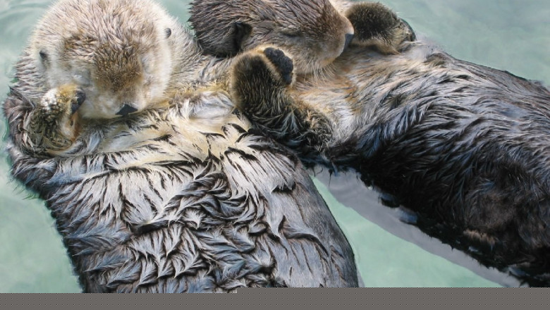 Умилительный фотоснимок 