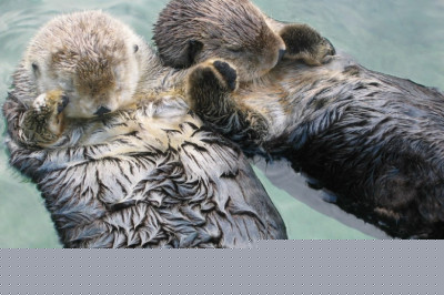 Умилительный фотоснимок 