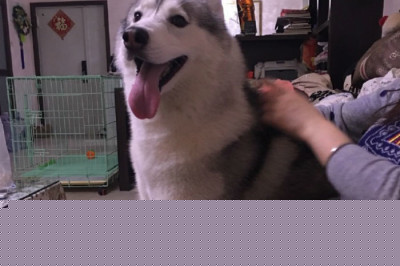 Когда хаски оставили одного 