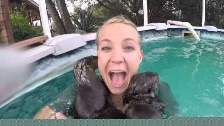 Купание с выдрами 