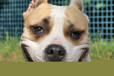 Оскал или улыбка?