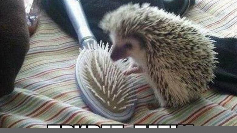 Реакция животных на предметы