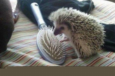 Реакция животных на предметы