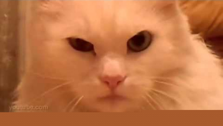 Уничтожающий взгляд 