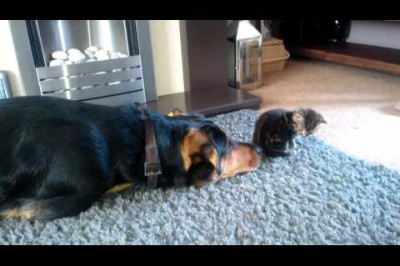 Большая собака и крошечный котёнок 