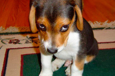 Каждый хозяин желает видеть своего щенка веселым и здоровым