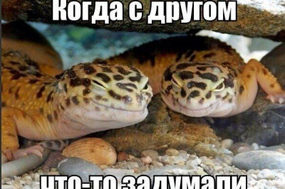 Когда с другом что-то задумали