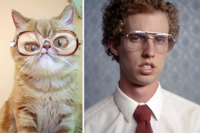 Коты похожие на знаменитостей 