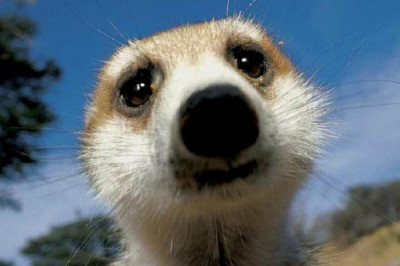 Сурикаты – ангелы солнца