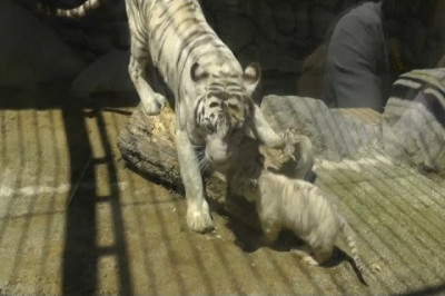 Тигрёнок спасает своего брата 