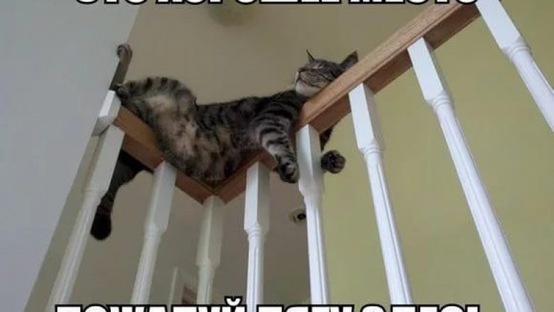 Удобное место для кота