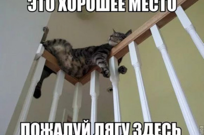 Удобное место для кота