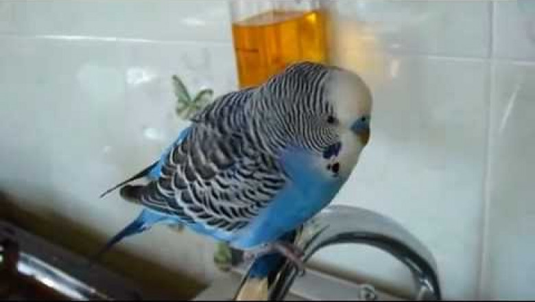 Болтливый попугай 