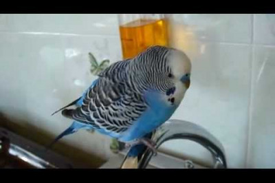 Болтливый попугай 