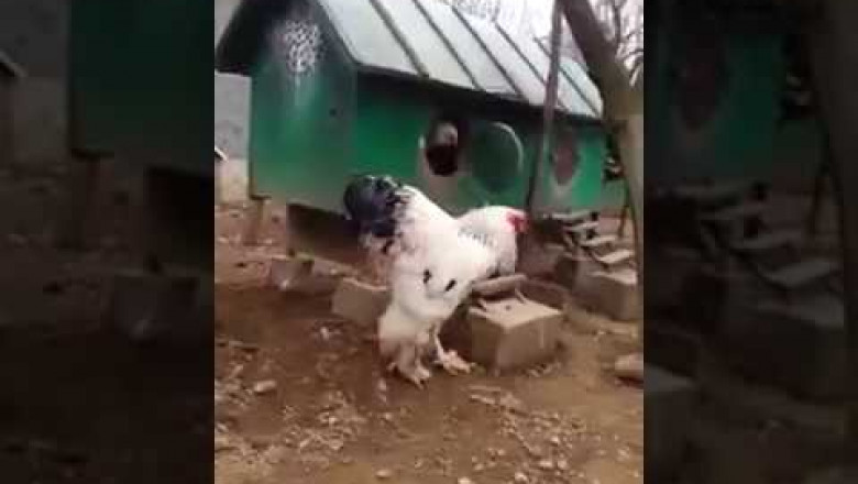 Какой  красавиц !!!