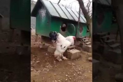 Какой  красавиц !!!