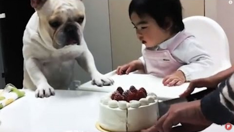 Французский бульдог выпрашивает тортик 