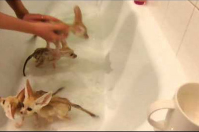 Купание лисят 