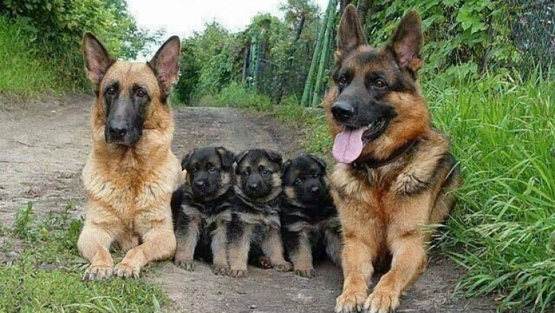 Семейные портреты животных 